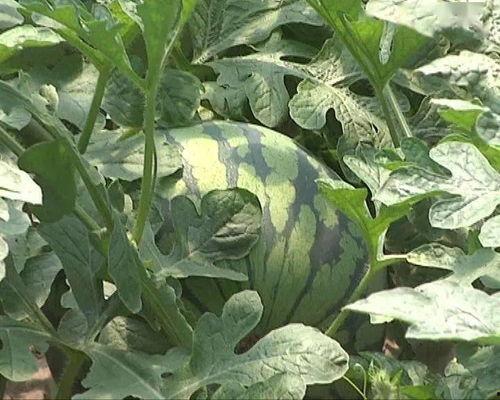 吃瓜文艺说法,娱乐圈那些事儿