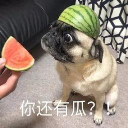 韩娱吃瓜表情,吃瓜表情背后的秘密大起底