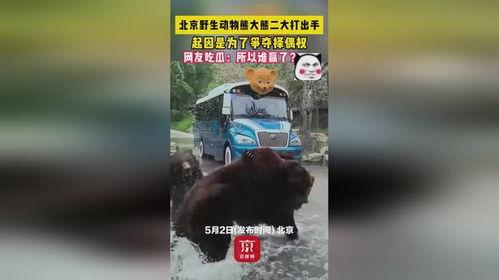 熊大的吃瓜日常