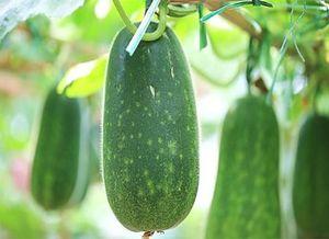 越吃越多瓜,越吃越多，揭秘瓜类美食的神奇魅力