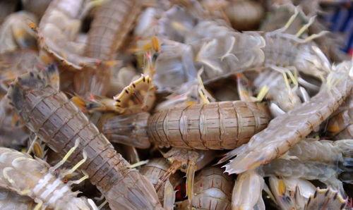 皮皮虾吃呆瓜,一场欢乐的美食冒险之旅