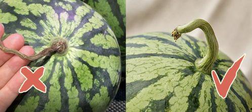 香港红港吃瓜,繁华都市中的吃瓜乐园