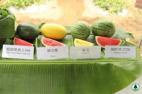 香港红港吃瓜,繁华都市中的吃瓜乐园