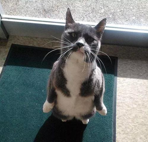 微信头像小猫吃瓜