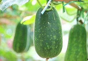 五子瓜怎么吃,解锁美味新体验