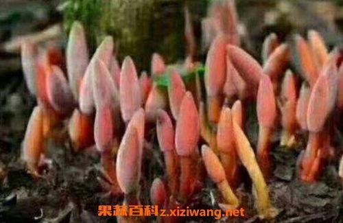 鹿糜吃瓜日记,趣味横生的田园生活