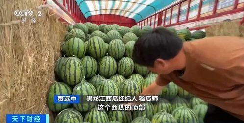 南江吃瓜比赛,一场舌尖上的狂欢盛宴