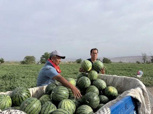 南江吃瓜比赛,一场舌尖上的狂欢盛宴