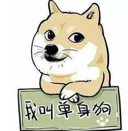 520吃瓜单身狗,单身狗的欢乐盛宴