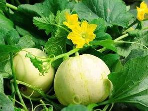 会理人吃瓜情况,揭秘当地独特的吃瓜文化