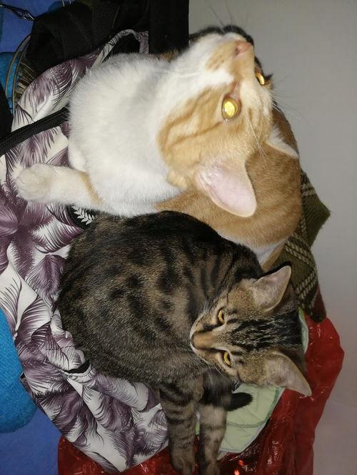 猫咪吃瓜集锦,猫咪吃瓜集锦大盘点