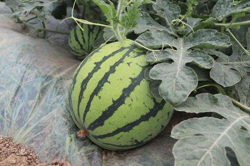 保定破店甜麻吃瓜,探寻地道的街头美食风情