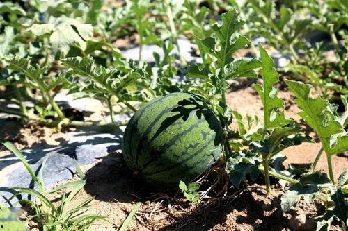 保定破店甜麻吃瓜,探寻地道的街头美食风情