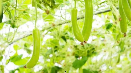 谷谷吃瓜,揭秘娱乐圈那些不为人知的幕后故事