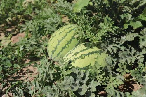 掌上吃瓜,揭秘娱乐圈幕后故事