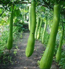 我的农村365吃瓜