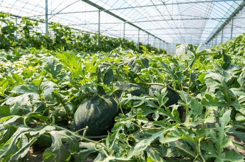 我的农村365吃瓜