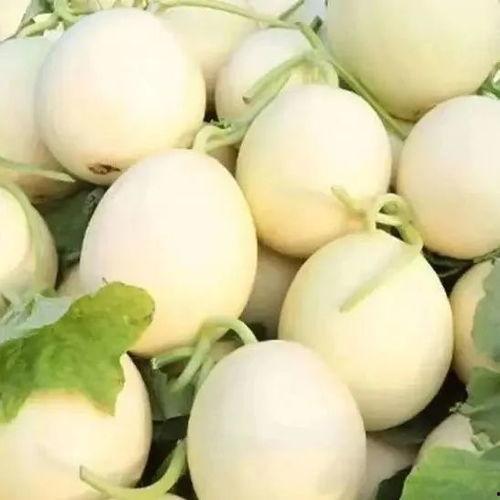 白皮瓜咋吃,探索美味新境界