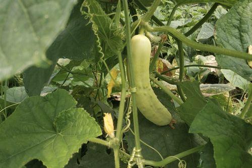 白皮瓜咋吃,探索美味新境界