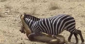 斑马日记吃瓜,揭秘吃瓜背后的趣味与智慧