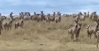 斑马日记吃瓜,揭秘吃瓜背后的趣味与智慧