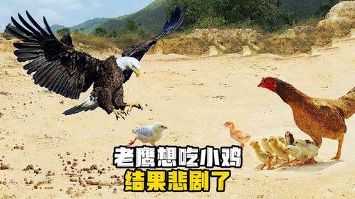 老鹰吃小鸡吃瓜图片