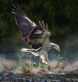 老鹰吃小鸡吃瓜图片