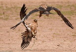 老鹰吃小鸡吃瓜图片