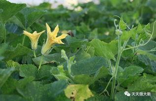 大新吃瓜,揭秘娱乐圈幕后故事