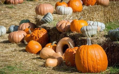 民国吃瓜看戏晋江