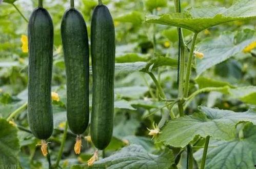 飞料吃瓜,揭秘娱乐圈幕后真相