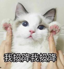 吃瓜吃瓜表情包什么意思,揭秘“吃瓜吃瓜”表情包背后的网络文化现象