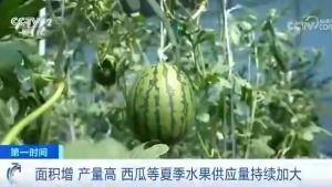 梓潼吃瓜群众